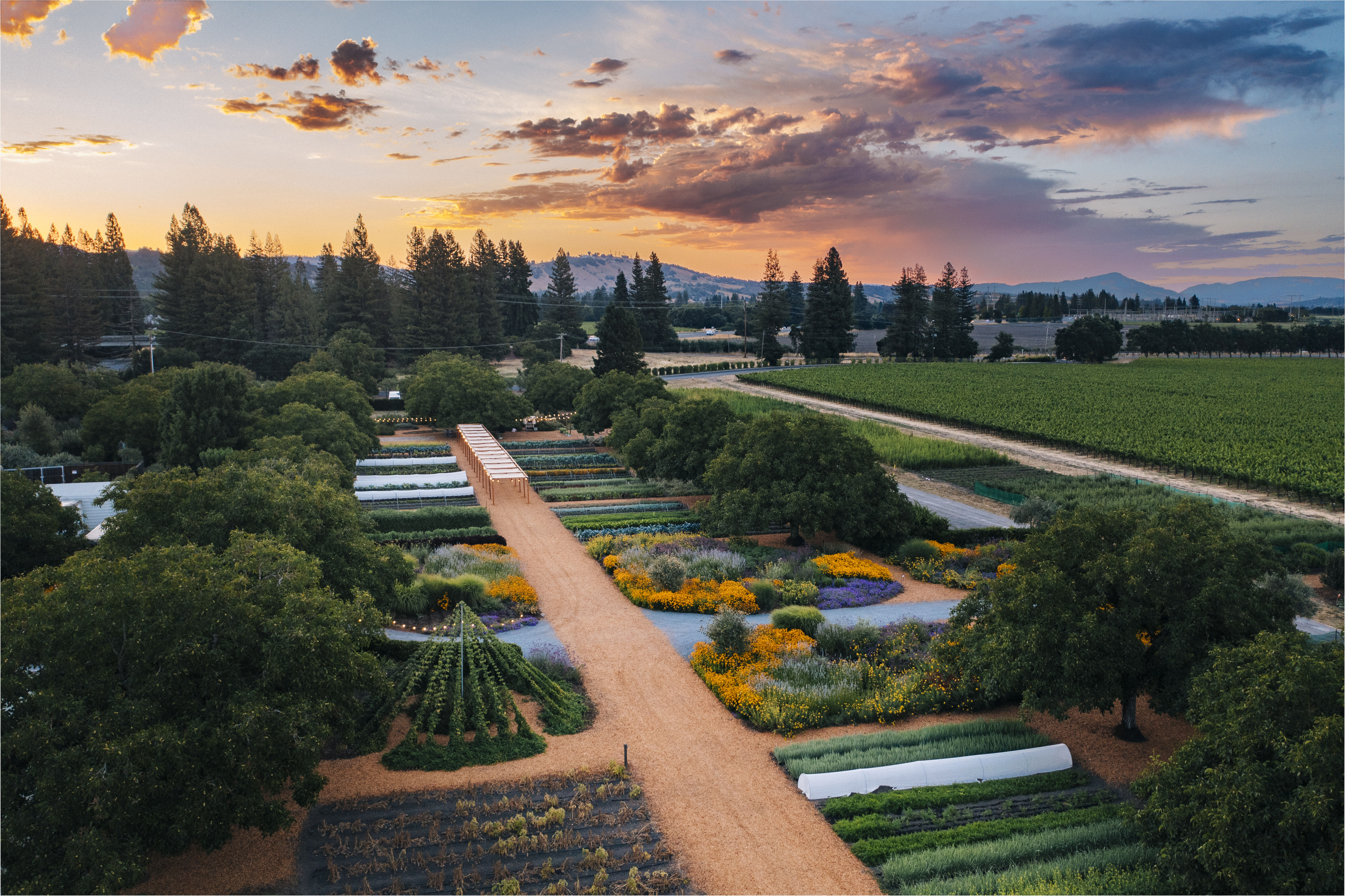 the Kendall-Jackson Culinary Garden in Sonoma County at sunrise